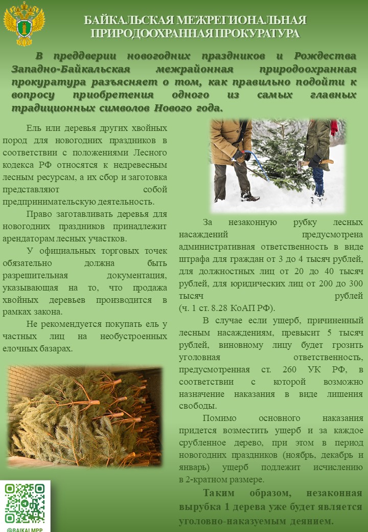 В преддверии новогодних праздников и Рождества  Западно-Байкальская  межрайонная  природоохранная  прокуратура разъясняет о том, как правильно подойти к  вопросу  приобретения одного  из самых главных  традиционных символов Нового года.